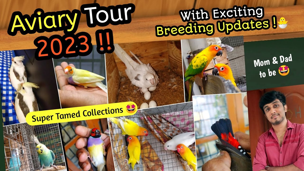 My Aviary Tour & Breeding updates 2023 ️ || Super Tamed Pets ...