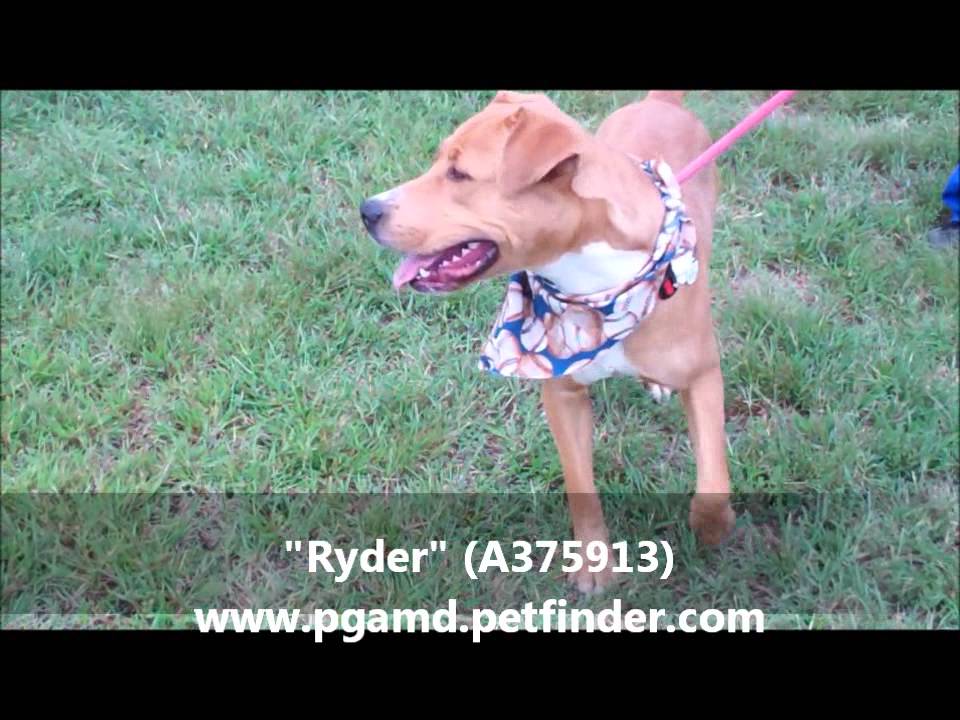 "RYDER" NEEDS A HOME! 1 YR OLD MALE LABRADOR RETRIEVER MIX (A375914)