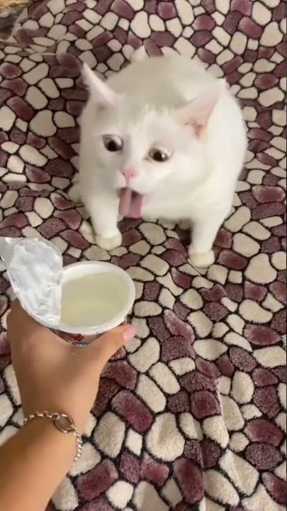 Video lucu Anjing Loncat Ke Air