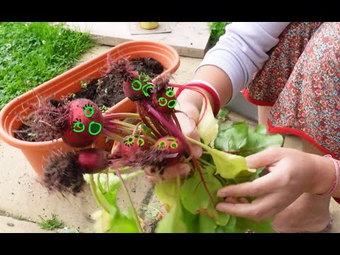 Video: Beetroot Thiab Prune Zaub Xam Lav