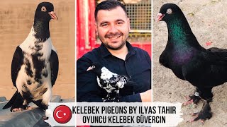 Можно 'сломать глаза' | Голуби Келебек | Kelebek Güvercini | Diving pigeons by Ilyas Tahir, Turkey