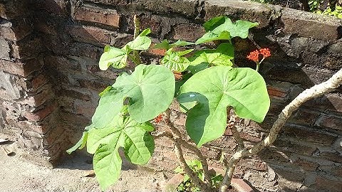 CÔNG DỤNG CHỮA BỆNH TUYỆT VỜI CỦA CÂY NGÔ ĐỒNG.