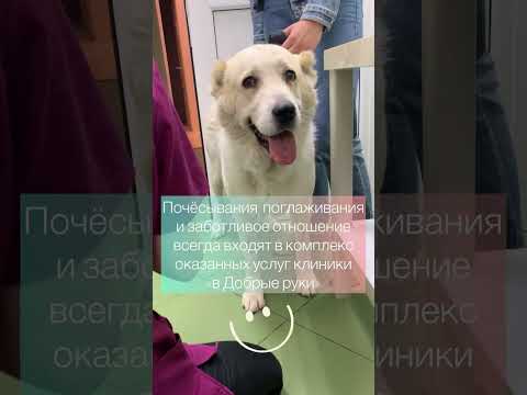 Как найти подход к большому пациенту?