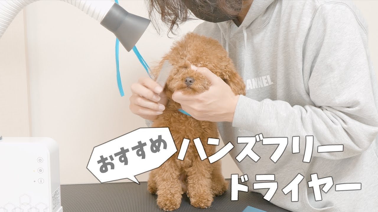 愛犬のシャンプー後のドライヤーが100倍楽になるハンズフリー 