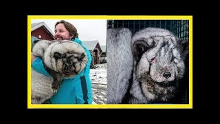 Pelztierfarmer züchten übergewichtige “Monster-Füchse”.