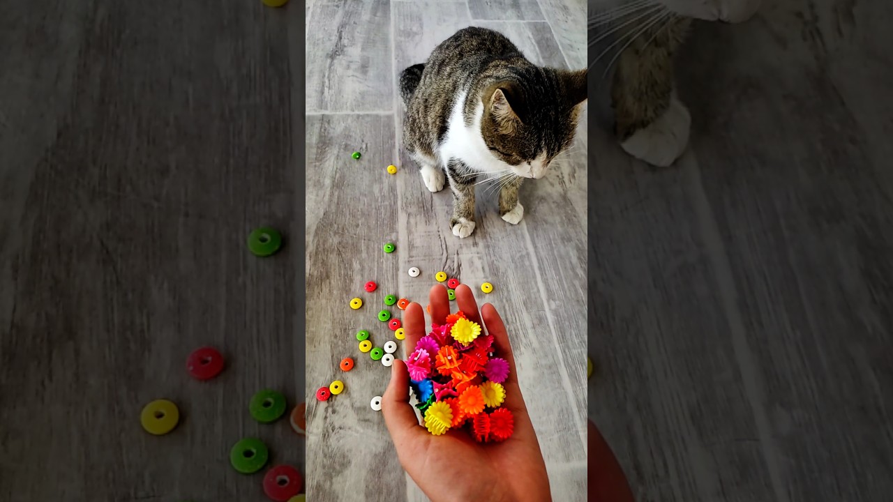 Oddly Satisfying Cat Tommy 😺🔴 |Reverse Video 