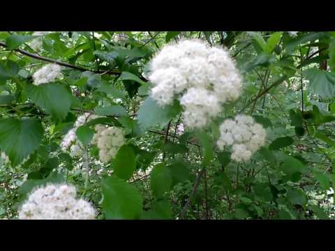 Video: Arrowwood Viburnum мөмө жегенге болобу?