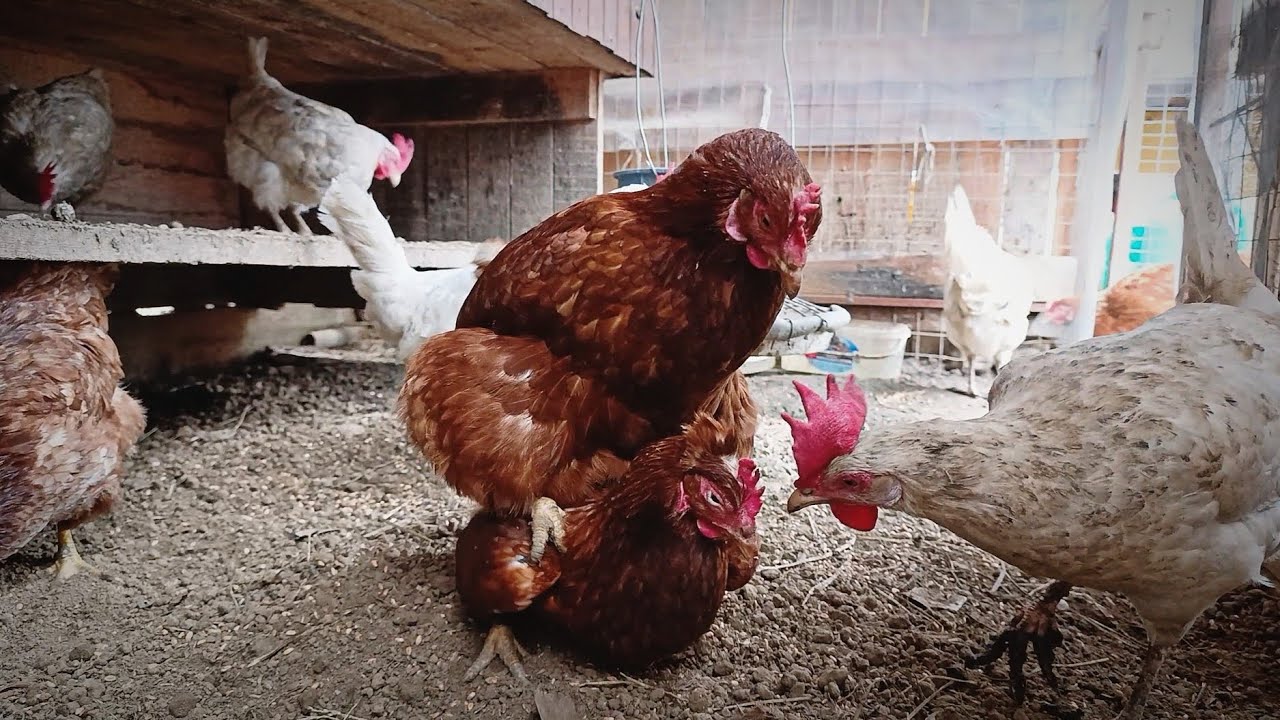 Cozy Farm Moments – Chickens Eating Grain 🌾🐓
