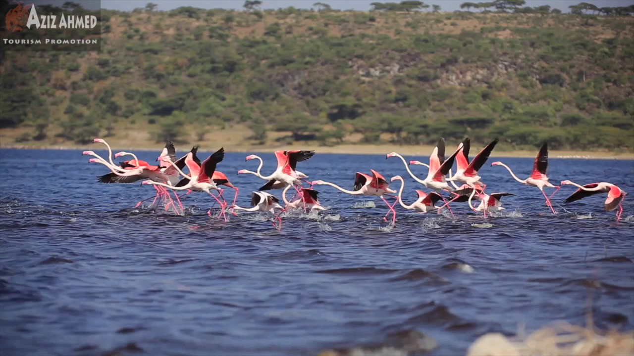 Ethiopian wildlife By Aziz Ahmed