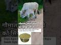 गौमाता अपने बच्चे को सिखा रही है ll #cow #calf #shorts