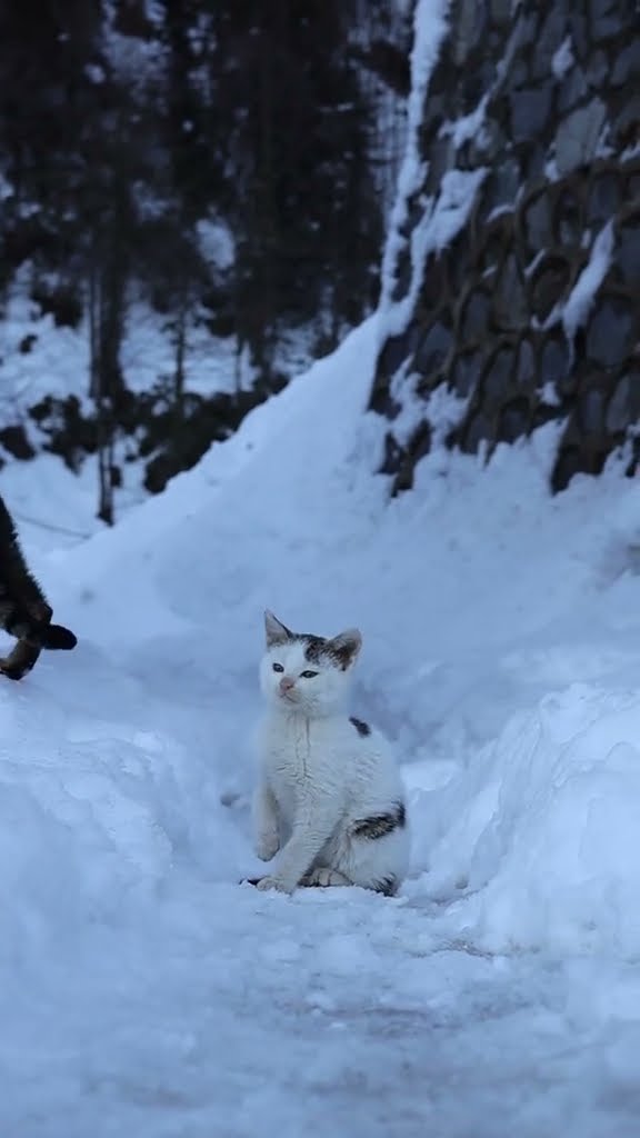 C magnifique vidéo chat ? ? ?