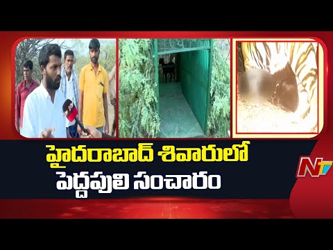 Hyderabad : హైదరాబాద్ శివారులో పెద్దపులి సంచారం కలకలం  | NTV Telugu - NTVTELUGU