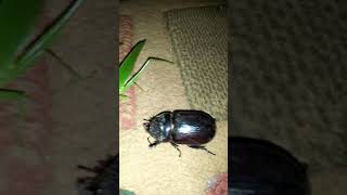 #Shorts.Kumbang dan belalang bertemu di malam hari.