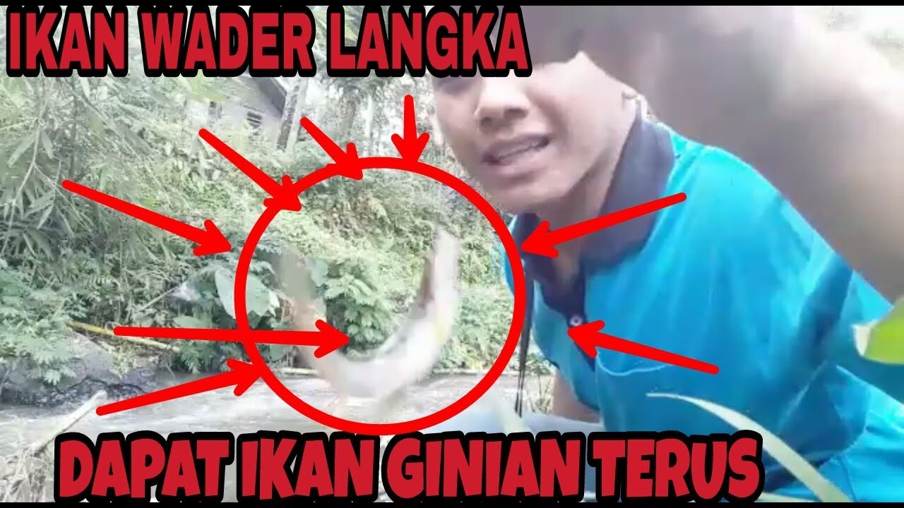 Awalnya Pengen Mancing Wader Malah Dapat Ikan Ini Youtube