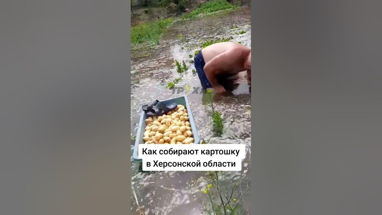Как теперь "копают" (собирают) картошку в Украине... - YouTube