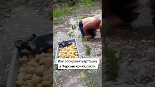 Как теперь &quot;копают&quot; (собирают) картошку в Украине...