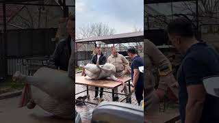 Six Dishes Of Ostrich Meat. Go Watch The Full Video