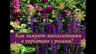 Как зимуют многолетники в укрытиях с розами?