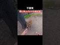 不謹慎鹿に悪ふざけする観光客 #deerpark #narapark