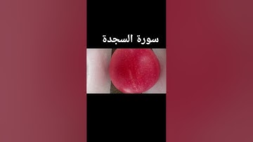 @ #سورة السجدة كاملة للقارئ الشيخ محمد الفقيه#اكسبلور #r #دويتو #fruit ##duet #duet