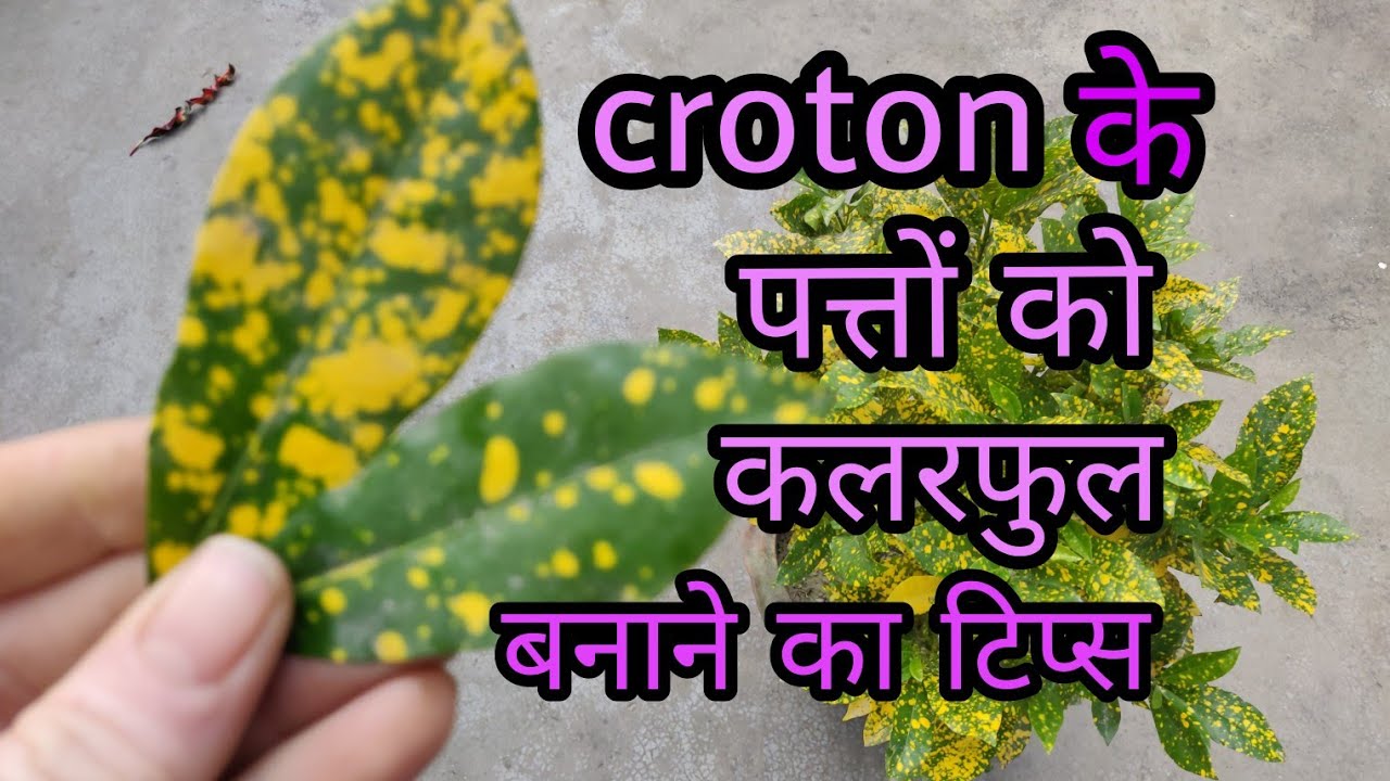 croton plants के पत्तों को कलरफुल कैसे बनाएं? important tips and tricks