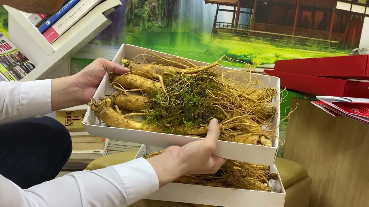 Sâm tươi bán ở đâu