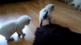 Kittens Lindy Geb.datum 29-09-09 Opname 29-10-09