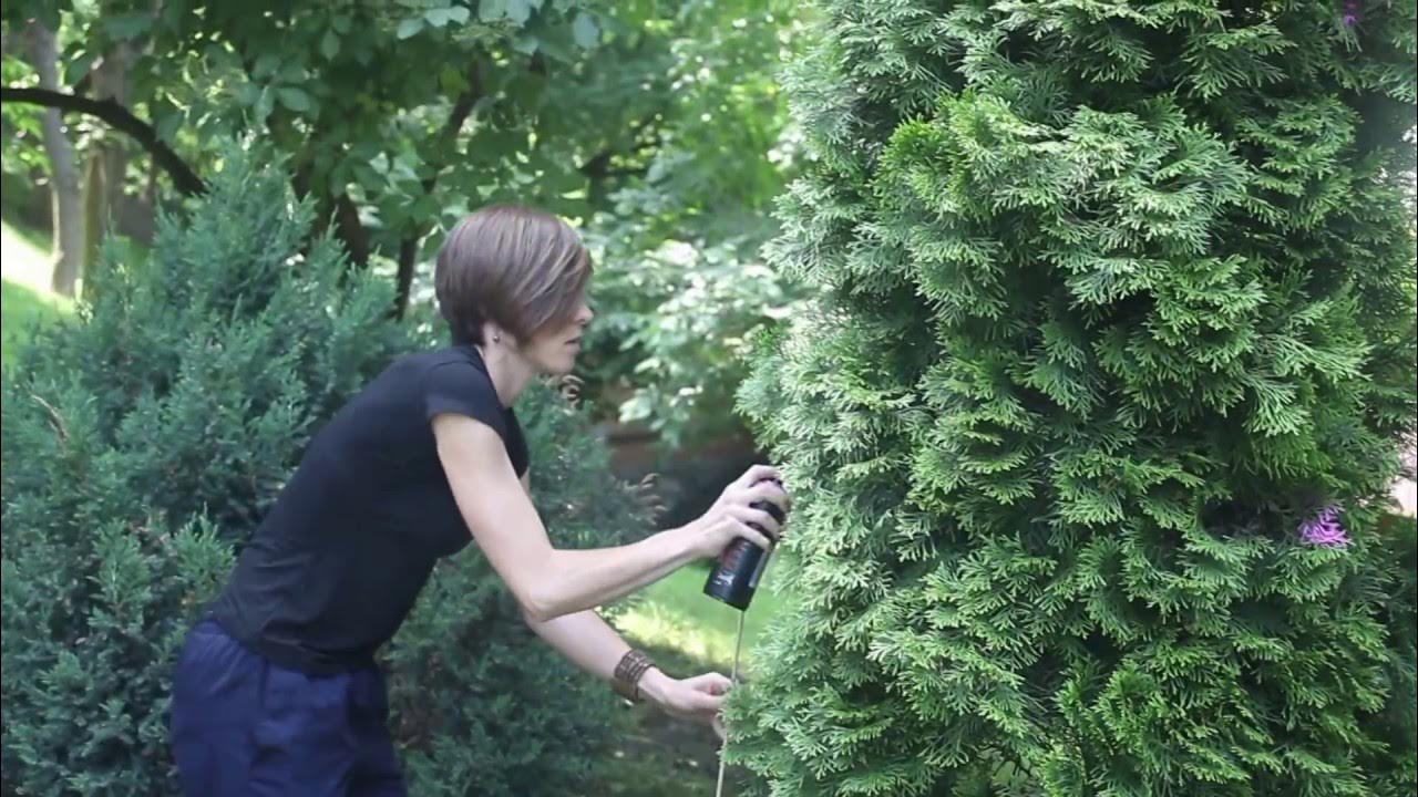 Стрижка туй для чайников. Топиарная стрижка туи смарагд формы. Топиарная стрижка туи смарагд. Двойная спираль стрижка туи. Топиарная стрижка туи смарагд.