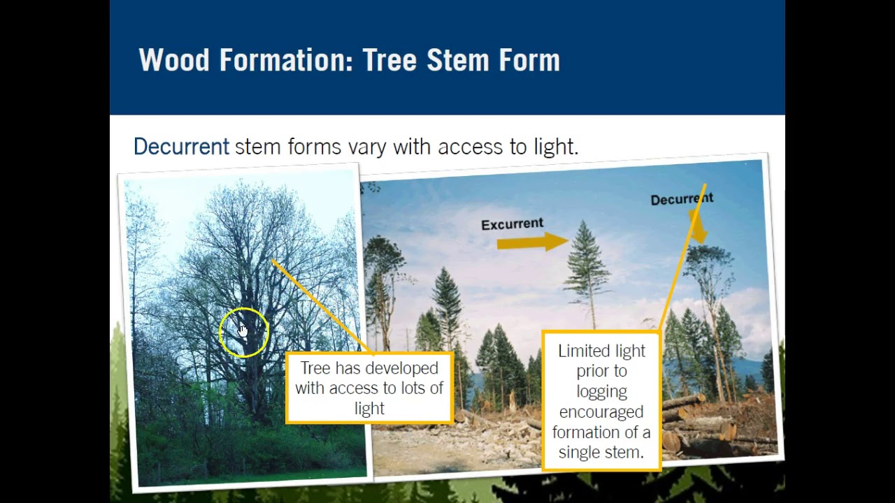 Tree Biology (Part 2) Wood Formation YouTube