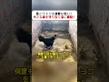 母ニワトリの勇敢な戦い！ 小さな命を守り抜く姿に感動！ #動物の命 #母の強さ #感動ストーリー #ヒヨコ守護 #自然のドラマ