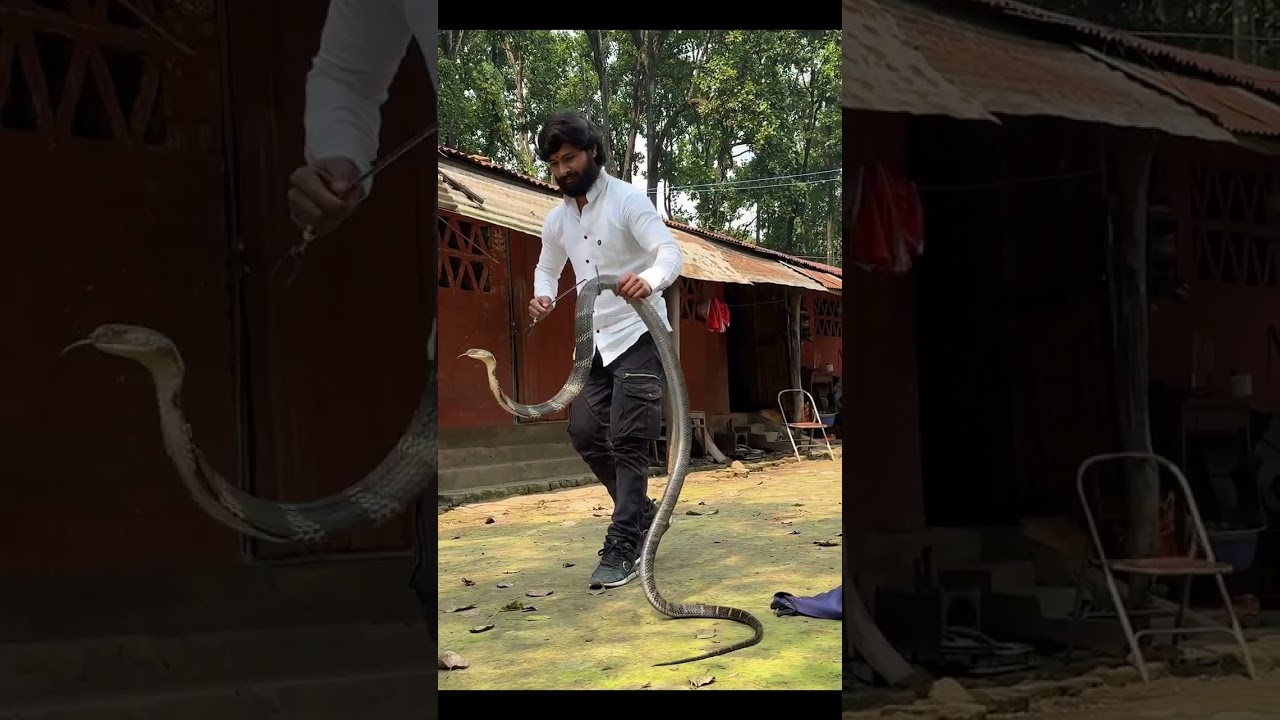 🐍 King Cobra snake rescue Murliwale hausla