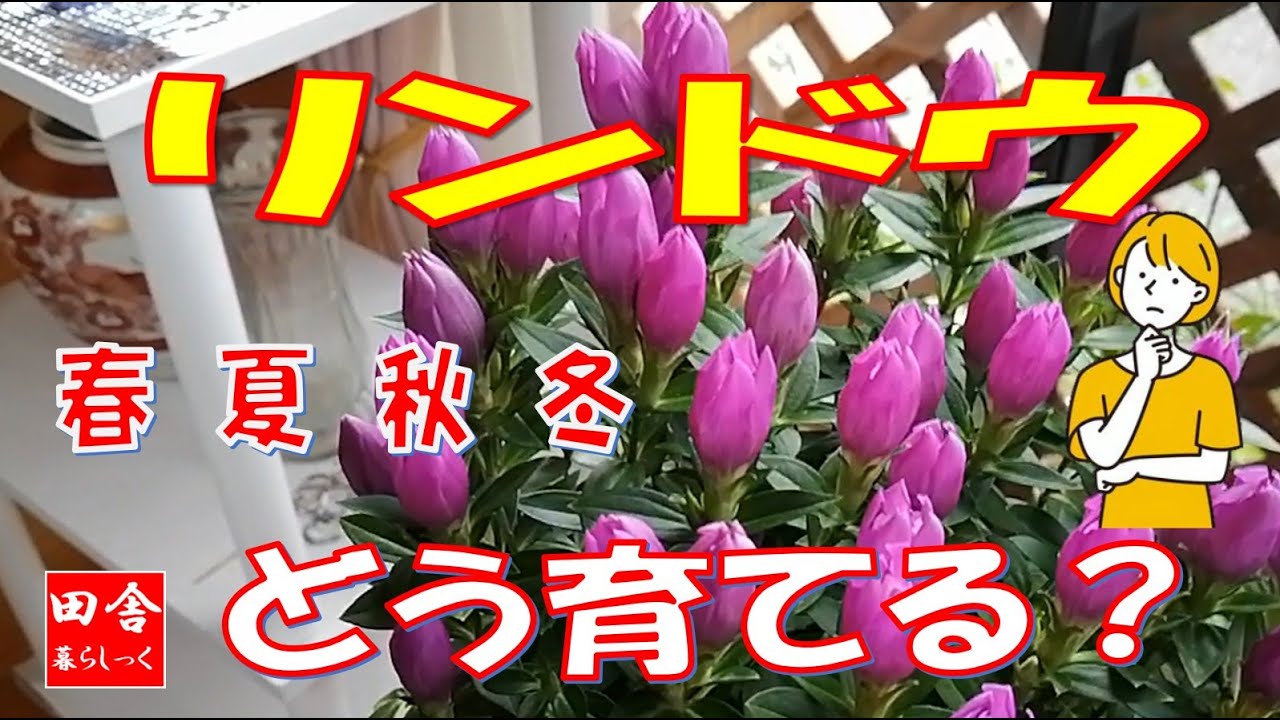 リンドウ　春 夏 秋 冬　どう育てる？