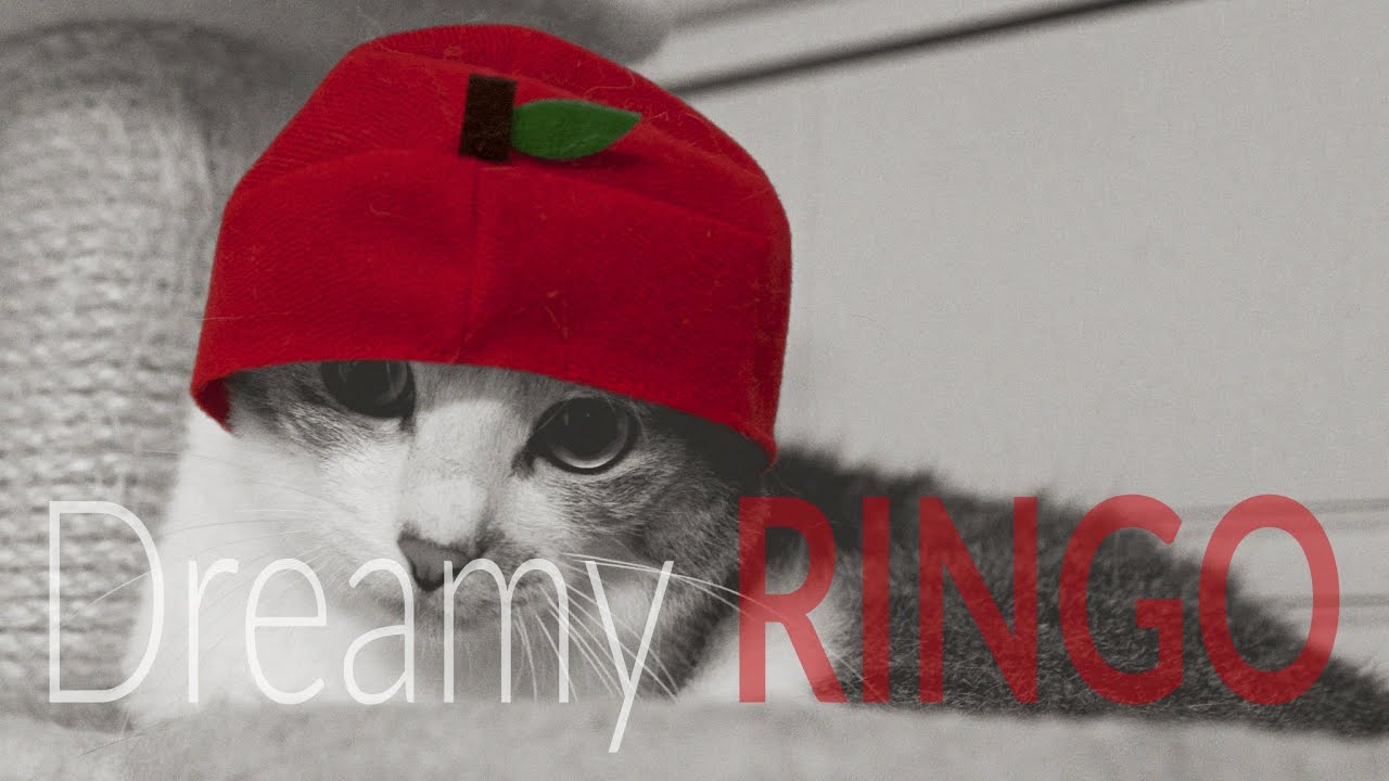 Dreamy RINGO — Night 14