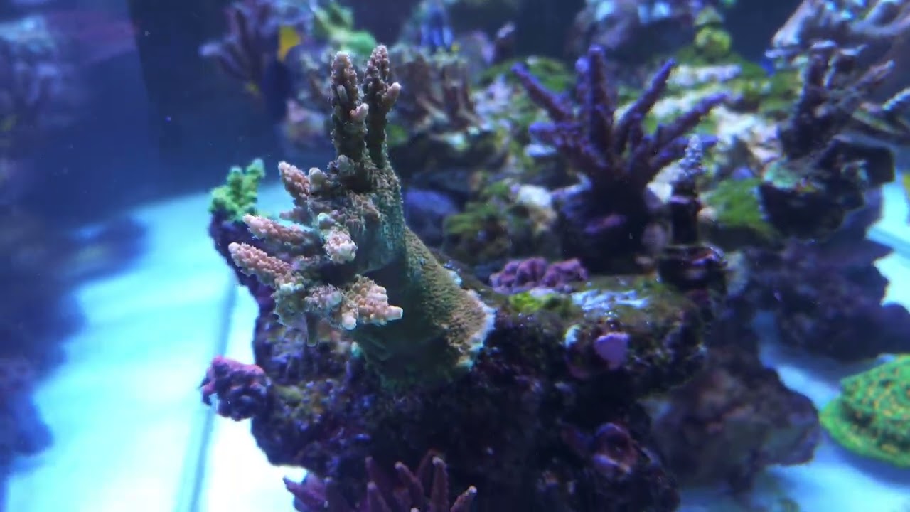 Acropora tank under 400w Radiums