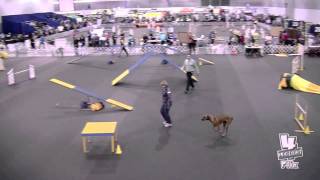 1-20-12 Rose City AKC Agility - Xoli Standard ExB