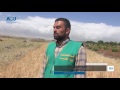 تعرف على حملة مكافحة الجراد والسونة في حقول القمح السورية