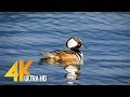 Nisqually National Wildlife Refuge in 4K UHD | Spring - Episode 2