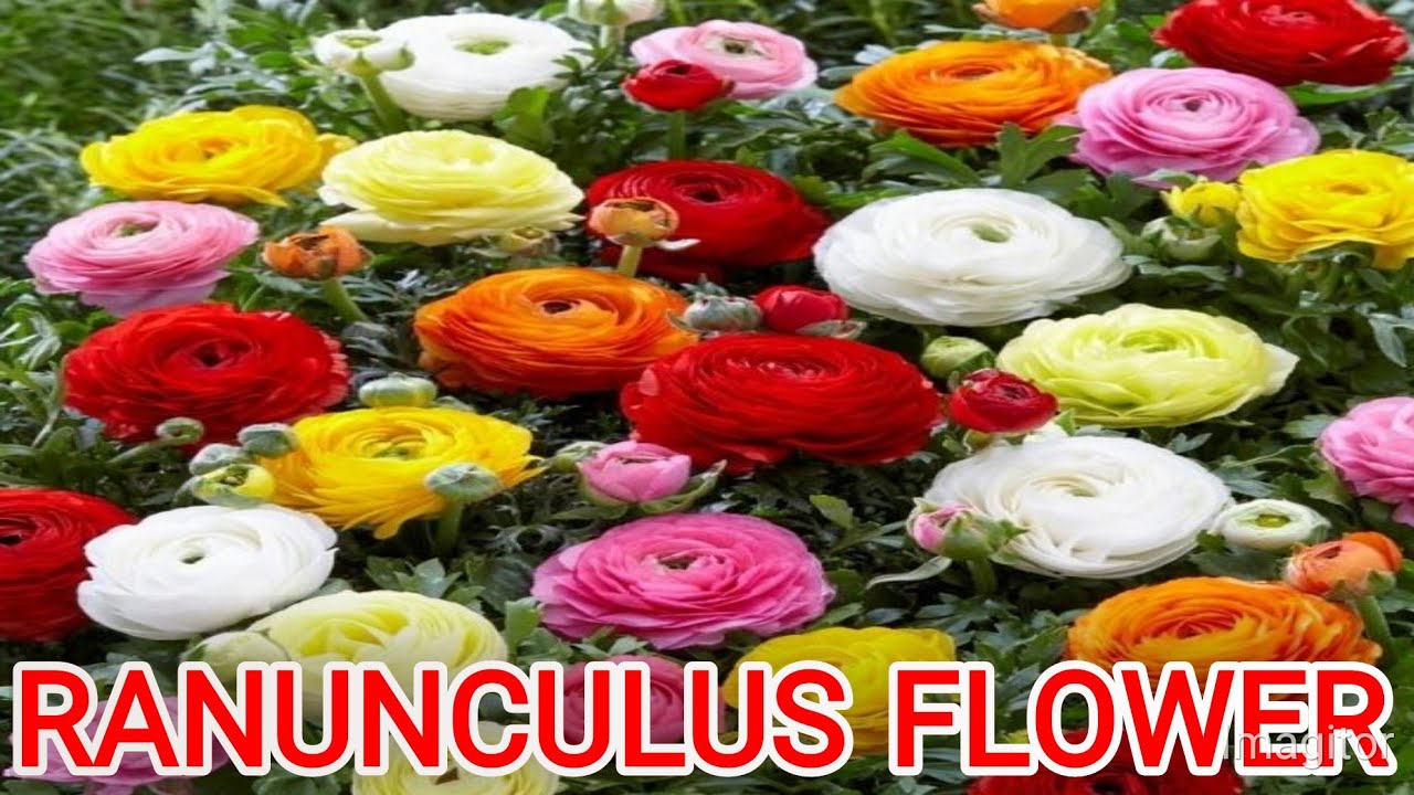 Repotting Ranunculus How to repot ranunculus flower for more flowers - YouTube