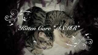 Asmr Gentle Kitten Care Slow Grooming & Putting Them To Sleep