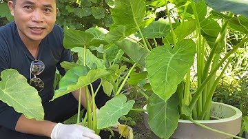 #60.Chia sẻ cách phân biệt cậy dọc mùng(bạc hà) và cây dọc Khoai.