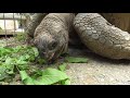 Aldabra Giant Tortoise Eating
