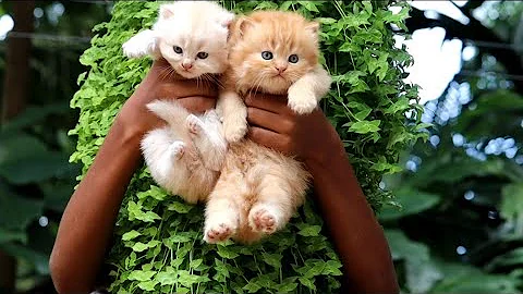 Video 11792611: persiancat persians, persian cat kitten doll, face persian cat kitten, best persian cat, home pets