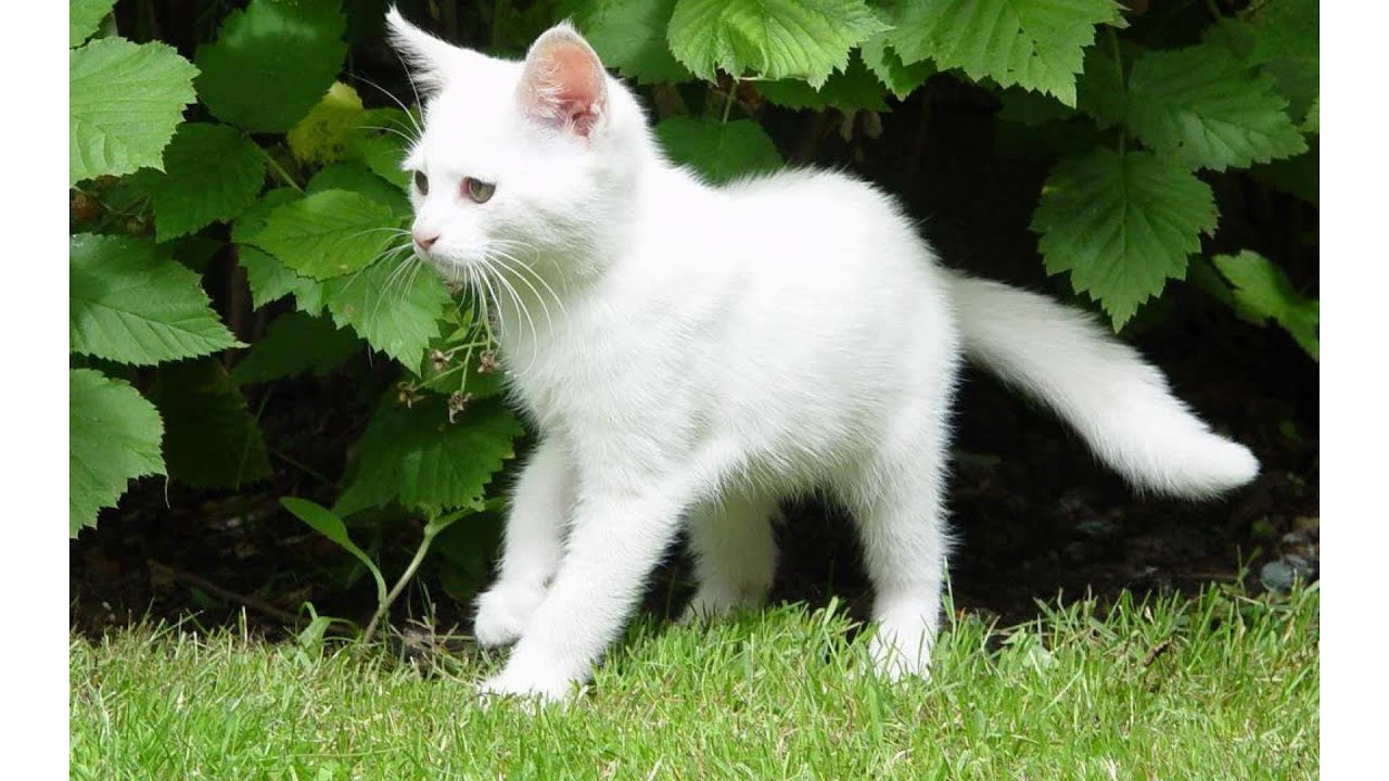 Black  and white cat  breed  YouTube