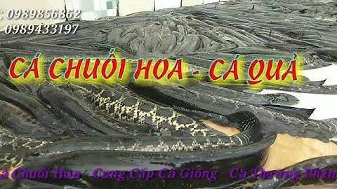 Cá Chuối Hoa Nuôi Bể, Cung cấp Cá Giống Cá Thịt.... VIỆN THỦY SẢN CẤP 1