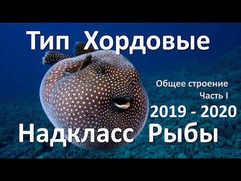 16. Рыбы часть I (7 класс) биология, подготовка к ЕГЭ и ОГЭ 2020