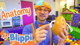 Blippi Learns about Body Parts | Kids Show | Toddler Learning Cartoons