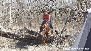 Just A Bit Of Me - bridleless trail water, woods, logs! - ValleyViewRanch.net