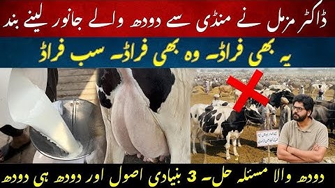 Sub fraud hi fraud II Mandi say janwar bnay tension II 3 basic principles and milk increase