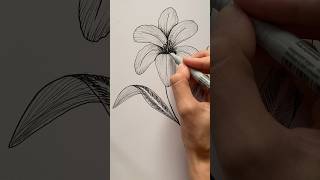 Relaxing Lilly Flower Drawing With Inkpen ? shorts artvideos flowerdrawing inkpen inkdrawing