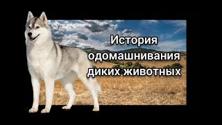 История одомашнивания диких животных